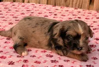 2, a female Havapoo for sale in Ontario, OR – 2 of 4