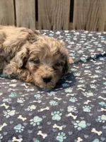 Tiki, a female Poodle - Toy  and Miniature Aussiedoodle for sale in Ontario, OR – 4 of 4