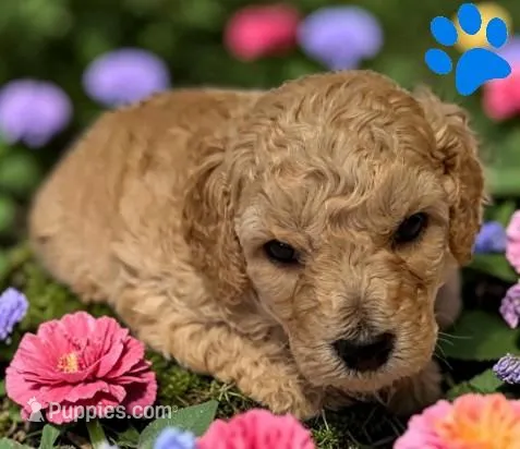 Sunny – Poodle - Miniature , Poodle - Standard  puppy for sale in Ontario, OR