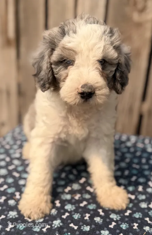 Gooseberry – Miniature Australian Shepherd, Miniature Bernedoodle puppy for sale in Ontario, OR