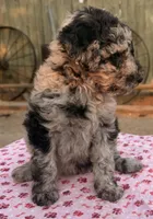 Mazama (Moyen). AKC, a female Poodle - Miniature  and Poodle - Standard  for sale in Ontario, OR – 2 of 4