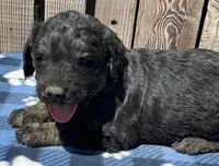 Drifter, a male Goldendoodle for sale in Ontario, OR – 2 of 4
