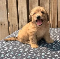 Zeke, a male Doxiepoo for sale in Ontario, OR – 3 of 4