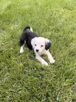 Meadow, a female Cavapoo and Miniature Australian Shepherd for sale in Ontario, OR – 2 of 3