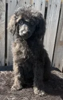 Tulip F Black, a female Poodle - Standard  for sale in Ontario, OR – 3 of 4