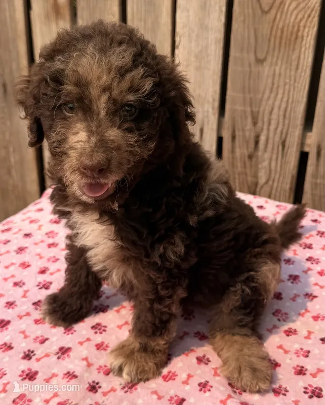 Strawberry – Miniature Australian Shepherd, Miniature Bernedoodle puppy for sale in Ontario, OR