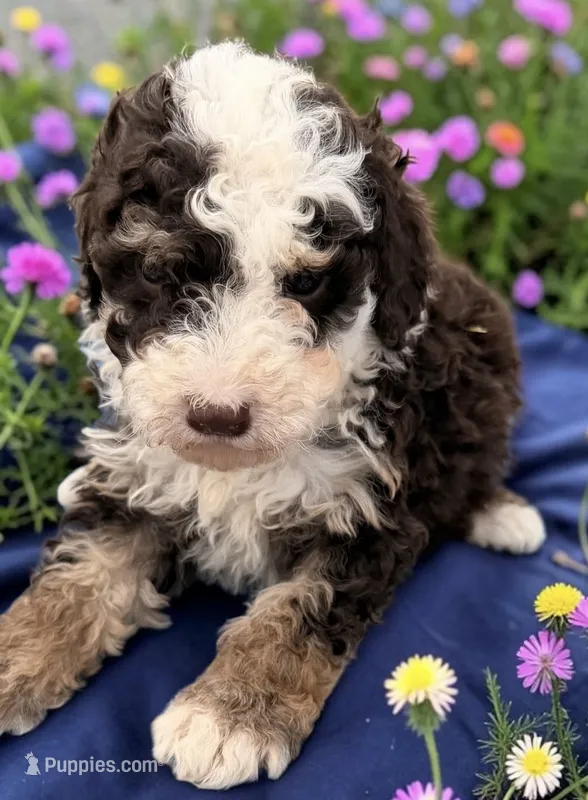 Dunbar – Sheepadoodle puppy for sale in Ontario, OR