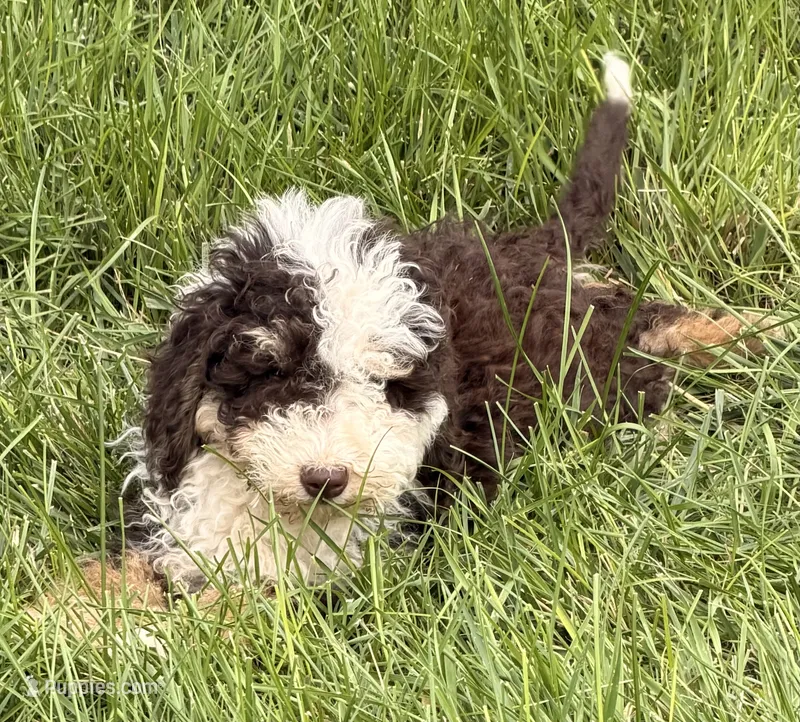 Brownie – Sheepadoodle puppy for sale in Ontario, OR