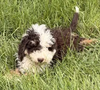 Brownie, a male Sheepadoodle for sale in Ontario, OR – 1 of 3