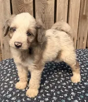Mulberry, a male Miniature Australian Shepherd and Miniature Bernedoodle for sale in Ontario, OR – 2 of 4