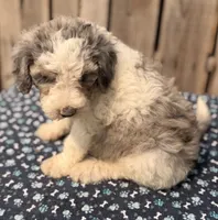 Gooseberry, a male Miniature Australian Shepherd and Miniature Bernedoodle for sale in Ontario, OR – 3 of 4