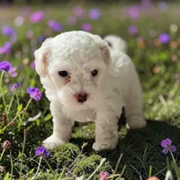 River, a female Bichpoo and Poochon for sale in Ontario, OR – 1 of 1