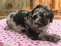 Mazama (Moyen). AKC, a female Poodle - Miniature  and Poodle - Standard  for sale in Ontario, OR – 3 of 4
