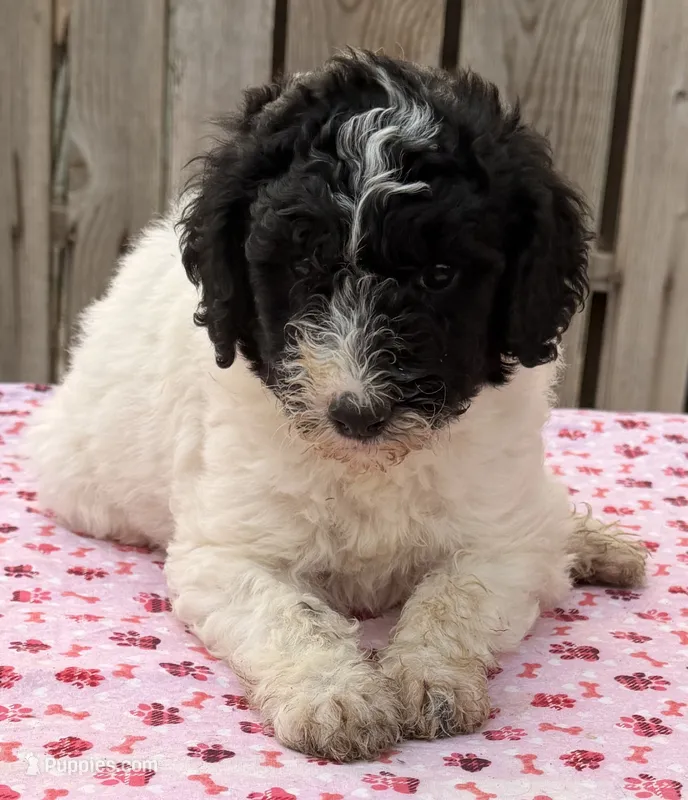 Shasta (Moyen) AKC – Poodle - Miniature , Poodle - Standard  puppy for sale in Ontario, OR