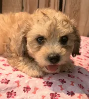 Zadie, a female Doxiepoo for sale in Ontario, OR – 2 of 4