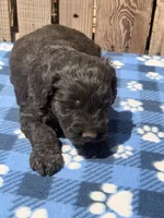 Tide, a male Goldendoodle for sale in Ontario, OR – 2 of 5