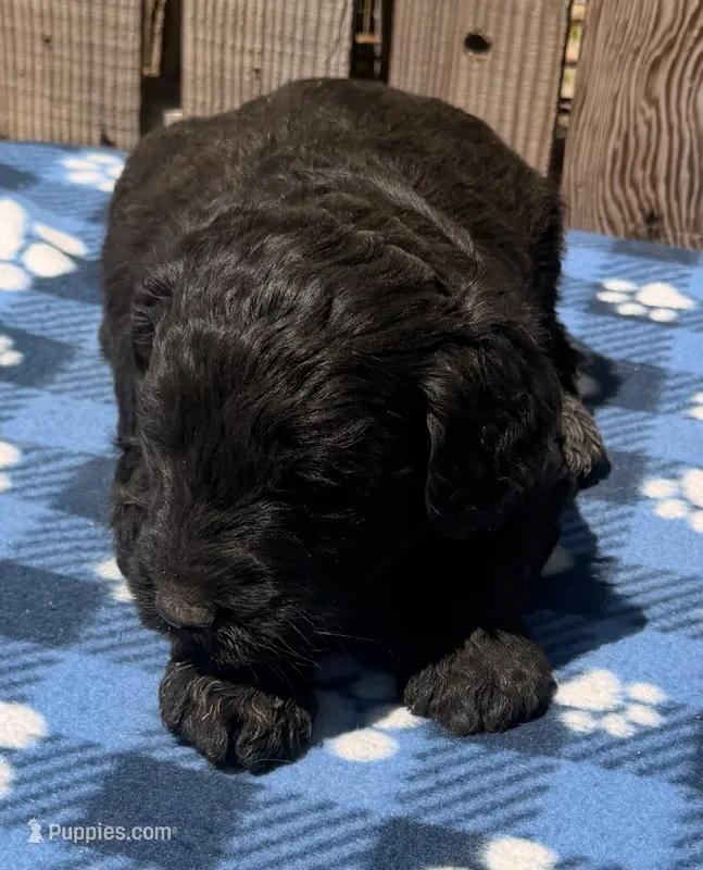 Tide – Goldendoodle puppy for sale in Ontario, OR