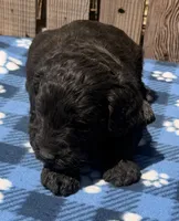 Tide, a male Goldendoodle for sale in Ontario, OR – 1 of 5