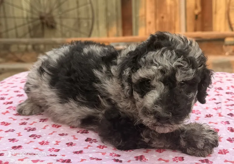 Mazama (Moyen). AKC – Poodle - Miniature , Poodle - Standard  puppy on hold in Ontario, OR