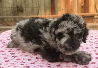Mazama (Moyen). AKC, a female Poodle - Miniature  and Poodle - Standard  for sale in Ontario, OR – 1 of 4