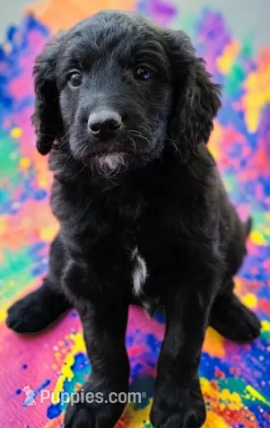 Wrangler – Goldendoodle puppy for sale in Ontario, OR