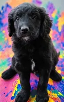 Wrangler, a male Goldendoodle for sale in Ontario, OR – 1 of 2