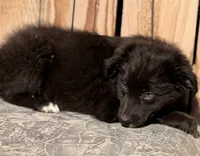 A, a male Australian Shepherd for sale in Ontario, OR – 4 of 4