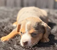 Boogie, a female Yorkshire Terrier and Miniature Dachshund for sale in Ontario, OR – 3 of 6