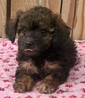 Toasty 3, a female Miniature Schnauzer and Schnoodle for sale in Ontario, OR – 2 of 4