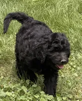 Tide, a male Goldendoodle for sale in Ontario, OR – 2 of 8