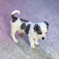 Hali, a female Havanese and Miniature Dachshund for sale in Ontario, OR – Photo 2 of 2
