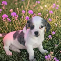 Hali, a female Havanese and Miniature Dachshund for sale in Ontario, OR – Photo 1 of 2