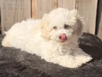 Sparky, a male Maltipoo for sale in Ontario, OR – 2 of 4