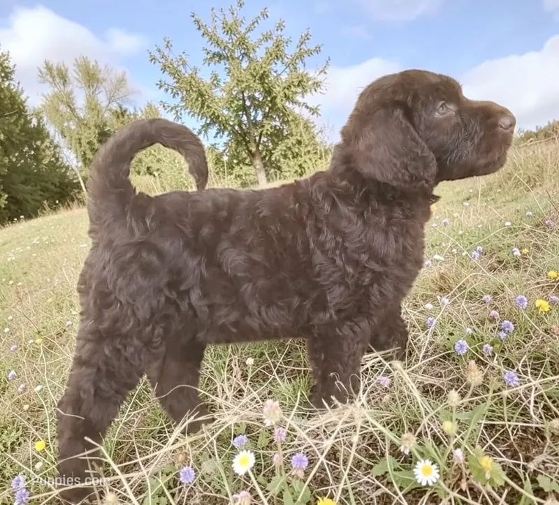Abby – Australian Shepherd, Labrador Retriever puppy for sale in Ontario, OR