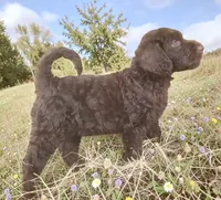 Abby, a male Australian Shepherd and Labrador Retriever for sale in Ontario, OR – 1 of 5