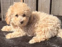 Noni, a female Maltipoo for sale in Ontario, OR – 4 of 5