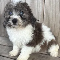 Sugar, a female Miniature Bernedoodle for sale in Ontario, OR – Photo 1 of 3