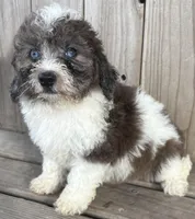 Sugar, a female Miniature Bernedoodle for sale in Ontario, OR – Photo 1 of 3