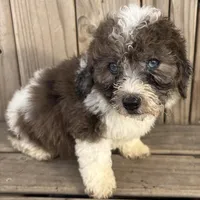 Sugar, a female Miniature Bernedoodle for sale in Ontario, OR – Photo 3 of 3