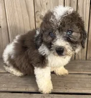 Sugar, a female Miniature Bernedoodle for sale in Ontario, OR – Photo 3 of 3