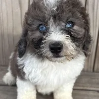 Sugar, a female Miniature Bernedoodle for sale in Ontario, OR – Photo 2 of 3