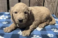 Dune, a male Goldendoodle for sale in Ontario, OR – 2 of 4
