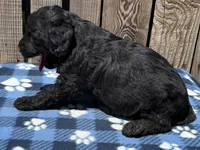 Cove, a male Goldendoodle for sale in Ontario, OR – 2 of 4