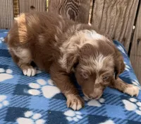 Aspen 3 , a male Australian Shepherd for sale in Ontario, OR – 3 of 5