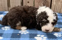 Avery 6, a male Sheepadoodle for sale in Ontario, OR – 2 of 3