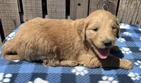 Jetty , a male Goldendoodle for sale in Ontario, OR – 4 of 4