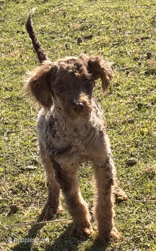 Raspberry  – Miniature Australian Shepherd, Miniature Bernedoodle puppy for sale in Ontario, OR