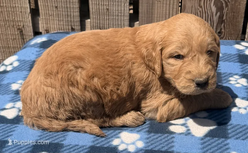 Reef – Goldendoodle puppy for sale in Ontario, OR