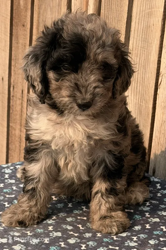 Maverick – Miniature Australian Shepherd, Miniature Bernedoodle puppy for sale in Ontario, OR