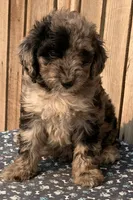 Maverick, a male Miniature Australian Shepherd and Miniature Bernedoodle for sale in Ontario, OR – 1 of 1